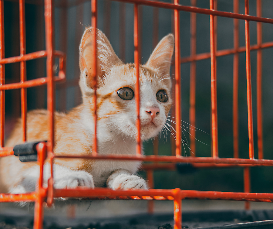 Animal Welfare - Impact Areas Sub-Category